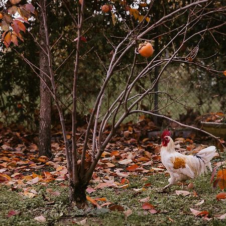 Locanda Acetaia Malagoli Daniele Кастельфранко-Емілія Екстер'єр фото